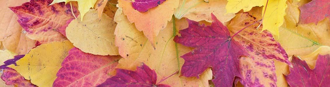 Autumn leaves