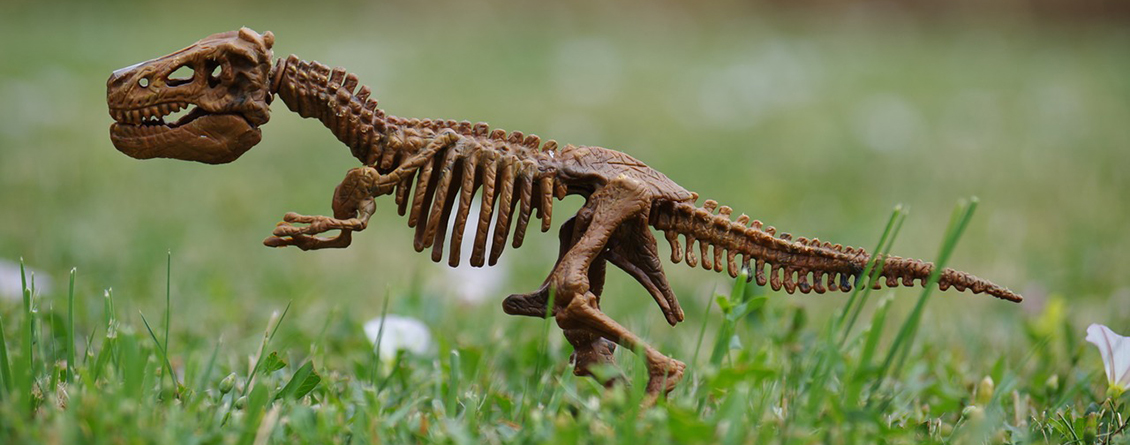 Tyrannosaurus Rex skeleton on grass