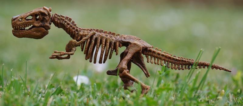 Tyrannosaurus Rex skeleton on grass