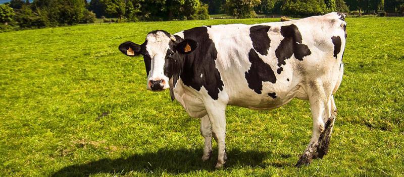 cow in field